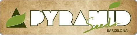 PYRAMID SEED