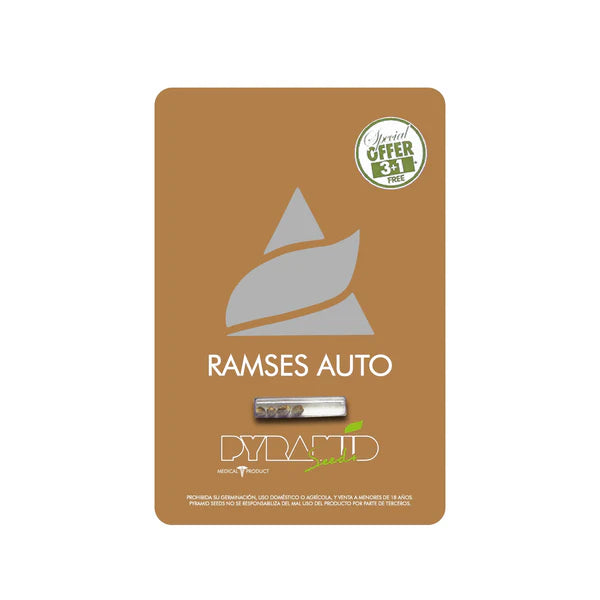 AUTO RAMSES x PYRAMID SEED