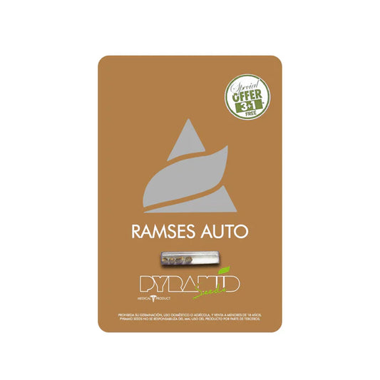 AUTO RAMSES x PYRAMID SEED
