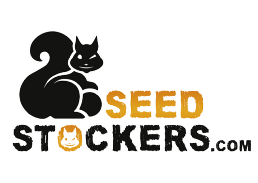 Santa Marta haze fem Seedstockers superior