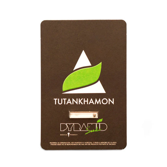 TUTANKHAMON (auto)