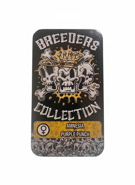 AMNESIA X PURPLE PUNCH de BREEDERS COLLECTION